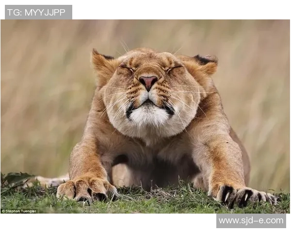 猴子与姚明的奇妙相似之处探讨与趣味分析